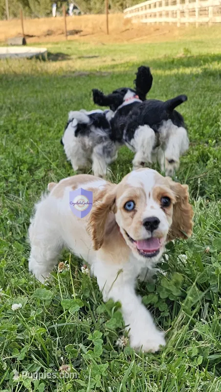 Oppa – Cocker Spaniel puppy for sale in Herald, CA