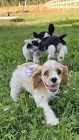 Oppa, a female Cocker Spaniel for sale in Herald, CA – 1 of 10