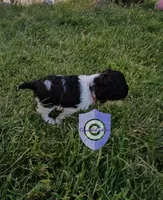 Cookie, a female Cocker Spaniel for sale in Herald, CA – 2 of 10