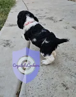 Cookie, a female Cocker Spaniel for sale in Herald, CA – 4 of 10