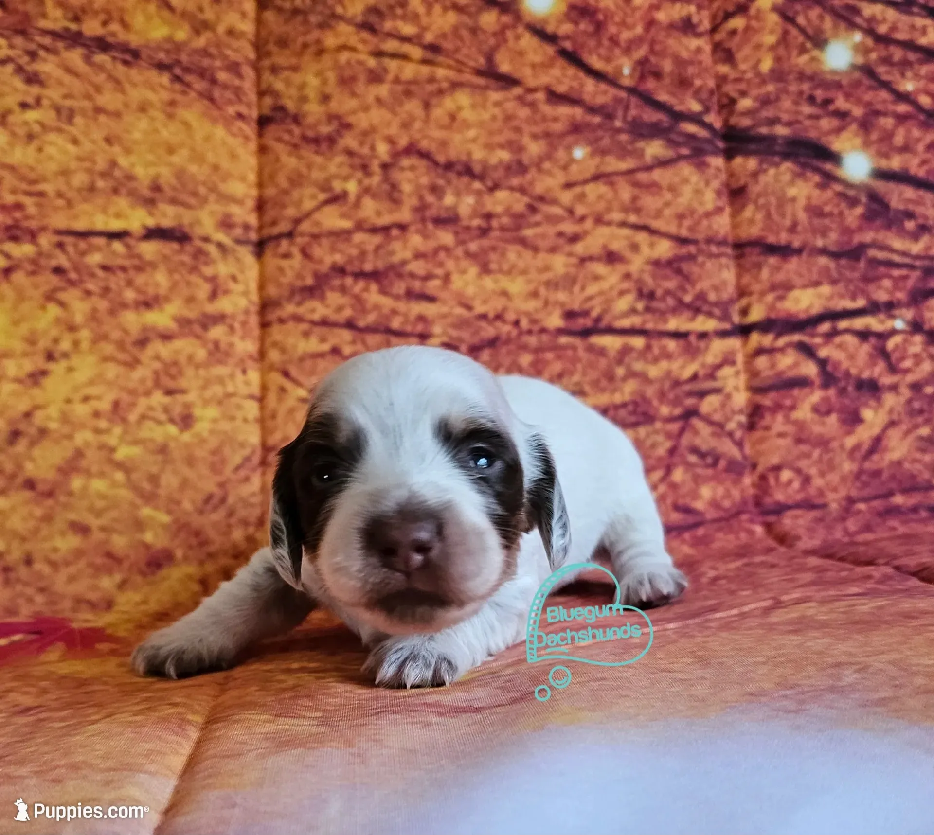 Felicity Chocolate and tan pie female, a female Dachshund for sale in Herald, CA – 1 of 5
