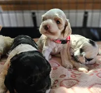Uppa, a female Cocker Spaniel for sale in Herald, CA – 7 of 8