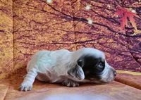 Felicity Chocolate and tan pie female, a female Dachshund for sale in Herald, CA – 4 of 5