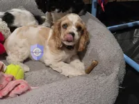 Uppa, a female Cocker Spaniel for sale in Herald, CA – 5 of 9