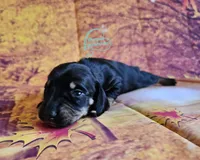Iris Black and tan girl, a female Miniature Dachshund for sale in Herald, CA – 7 of 8