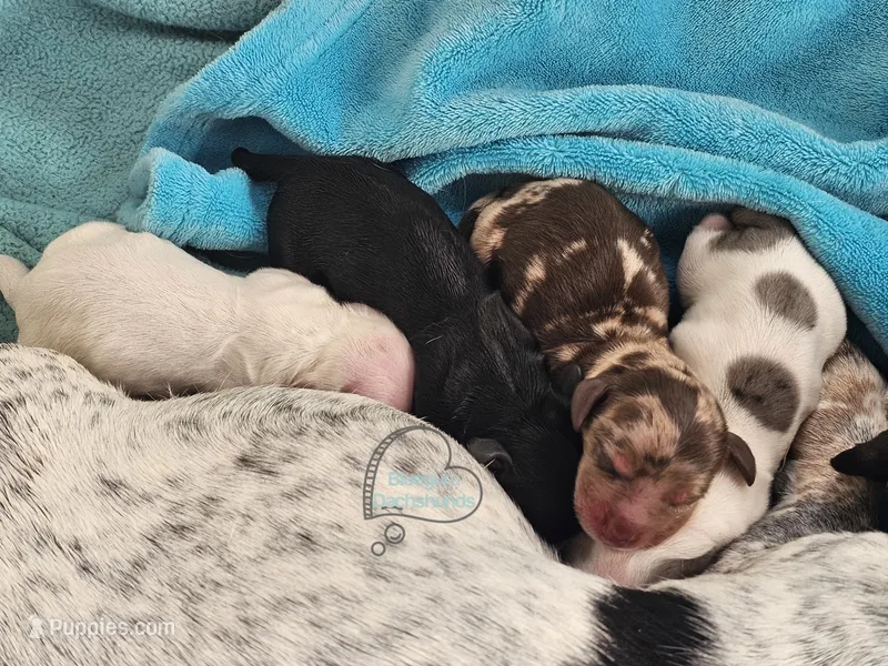 Dapple boy  – Dachshund puppy for sale in Herald, CA