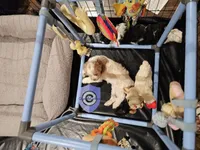 Uppa, a female Cocker Spaniel for sale in Herald, CA – 6 of 8
