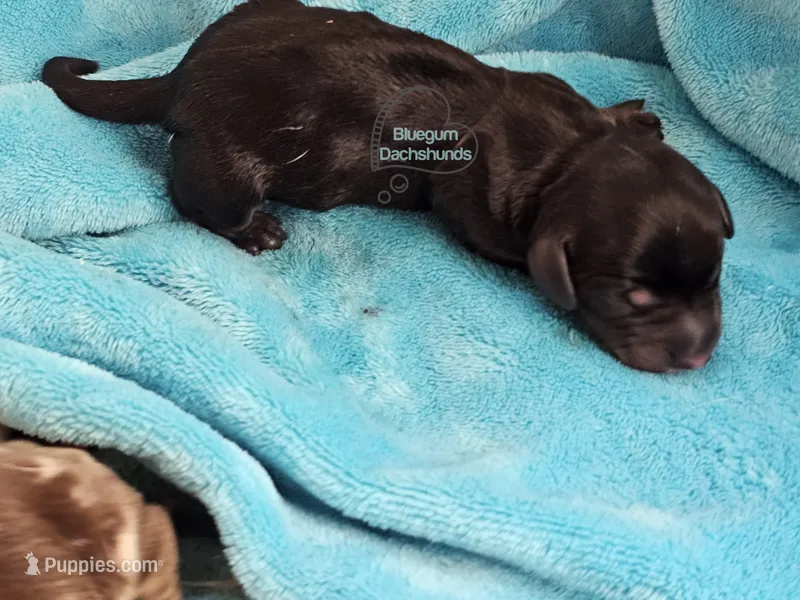 Dachshund baby – Miniature Dachshund puppy for sale in Herald, CA