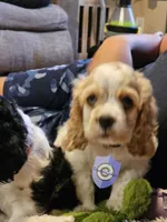 Uppa, a female Cocker Spaniel for sale in Herald, CA – 4 of 9