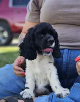Cookie looking to be the perfect family pet., a female Cocker Spaniel for sale in Herald, CA – 3 of 10