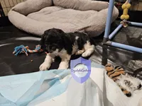Cookie, a female Cocker Spaniel for sale in Herald, CA – 9 of 10