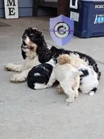 Uppa, a female Cocker Spaniel for sale in Herald, CA – 5 of 8