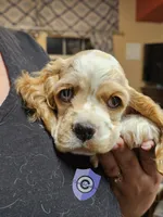 Uppa, a female Cocker Spaniel for sale in Herald, CA – 9 of 9