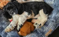Cookie looking to be the perfect family pet., a female Cocker Spaniel for sale in Herald, CA – 2 of 10