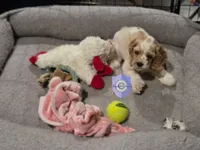 Uppa, a female Cocker Spaniel for sale in Herald, CA – 6 of 9