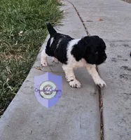 Cookie, a female Cocker Spaniel for sale in Herald, CA – 7 of 10
