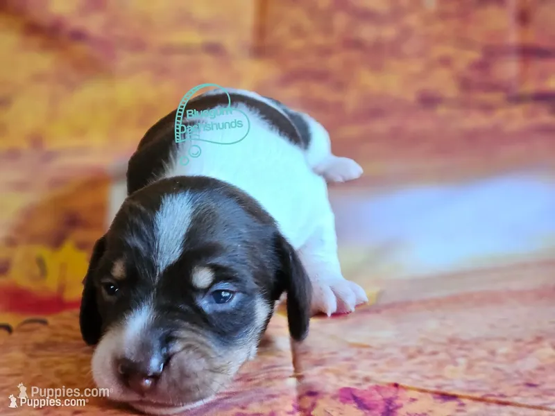 Asher smooth  – Dachshund puppy for sale in Herald, CA