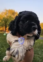 Cookie, a female Cocker Spaniel for sale in Herald, CA – 6 of 10