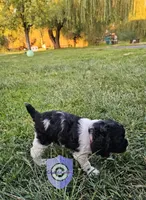 Cookie, a female Cocker Spaniel for sale in Herald, CA – 8 of 10