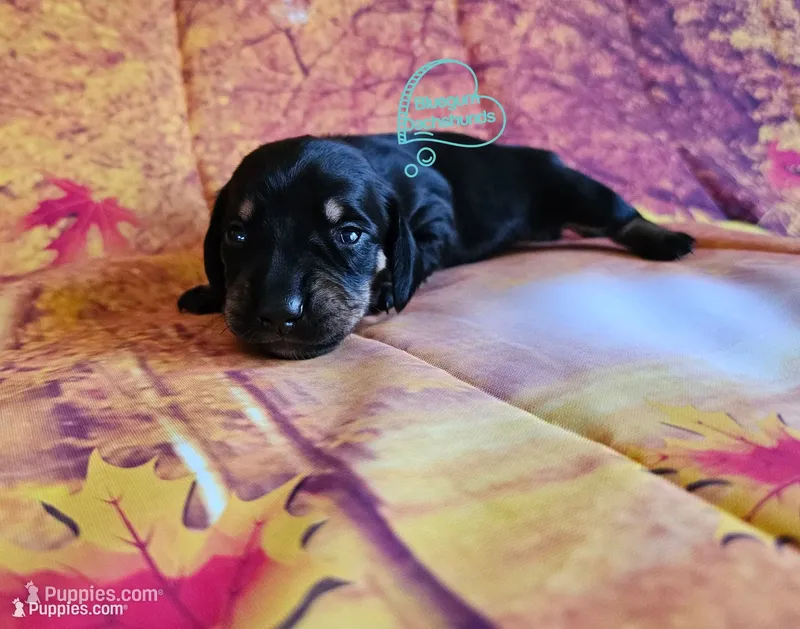 Iris Black and tan girl – Miniature Dachshund puppy for sale in Herald, CA