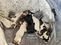 Chocolate and tan pie female, a female Dachshund for sale in Herald, CA – 4 of 6