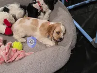 Uppa, a female Cocker Spaniel for sale in Herald, CA – 2 of 9