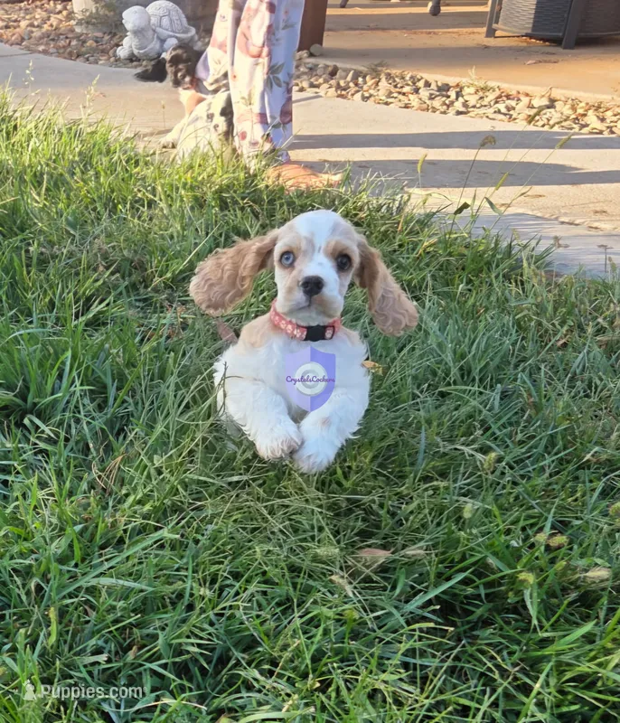 Uppa – Cocker Spaniel puppy for sale in Herald, CA