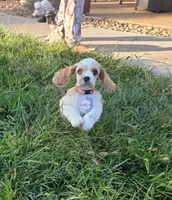 Uppa, a female Cocker Spaniel for sale in Herald, CA – 1 of 9