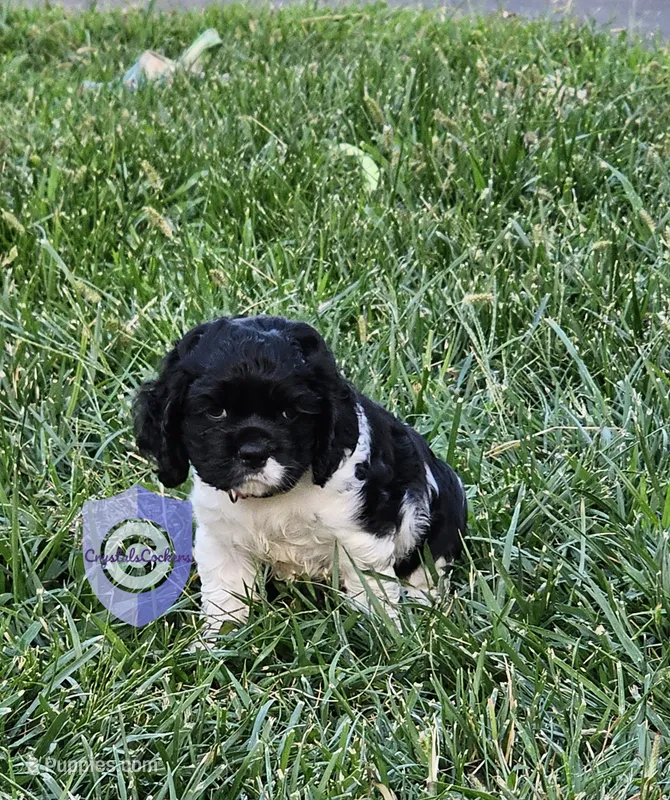 Cookie – Cocker Spaniel puppy for sale in Herald, CA