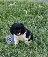 Cookie, a female Cocker Spaniel for sale in Herald, CA – 1 of 10