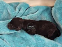 Iris Black and tan girl, a female Miniature Dachshund for sale in Herald, CA – 4 of 8