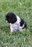 Cookie, a female Cocker Spaniel for sale in Herald, CA – 5 of 10