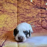 Felicity Chocolate and tan pie female, a female Dachshund for sale in Herald, CA – 3 of 5