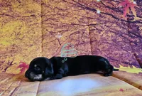 Iris Black and tan girl, a female Miniature Dachshund for sale in Herald, CA – 6 of 8