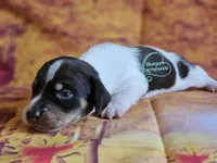 Asher smooth , a male Dachshund for sale in Herald, CA – 3 of 5