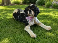 Cookie Akc, a female Cocker Spaniel for sale in Herald, CA – 9 of 10