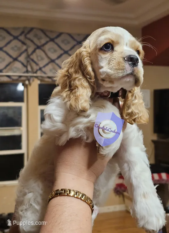 Uppa – Cocker Spaniel puppy for sale in Herald, CA