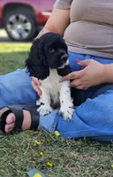 Cookie looking to be the perfect family pet., a female Cocker Spaniel for sale in Herald, CA – 4 of 10
