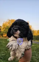 Cookie, a female Cocker Spaniel for sale in Herald, CA – 3 of 10
