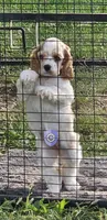 Uppa, a female Cocker Spaniel for sale in Herald, CA – 3 of 9