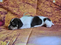 Asher smooth , a male Dachshund for sale in Herald, CA – 4 of 5