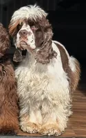 Cookie Akc, a female Cocker Spaniel for sale in Herald, CA – 10 of 10