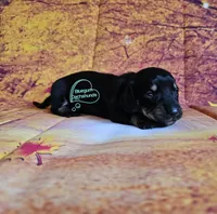 Iris Black and tan girl, a female Miniature Dachshund for sale in Herald, CA – 8 of 8