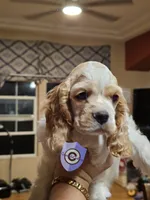 Uppa, a female Cocker Spaniel for sale in Herald, CA – 8 of 9