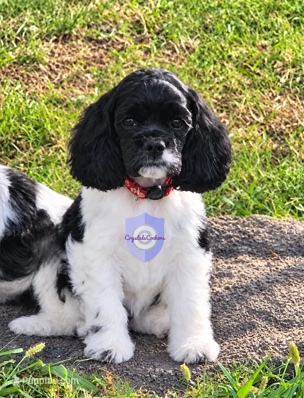 Cookie – Cocker Spaniel puppy for sale in Herald, CA