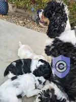 Cookie, a female Cocker Spaniel for sale in Herald, CA – 10 of 10