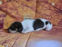 Asher smooth , a male Dachshund for sale in Herald, CA – 5 of 5