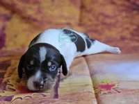 Asher smooth , a male Dachshund for sale in Herald, CA – 2 of 5