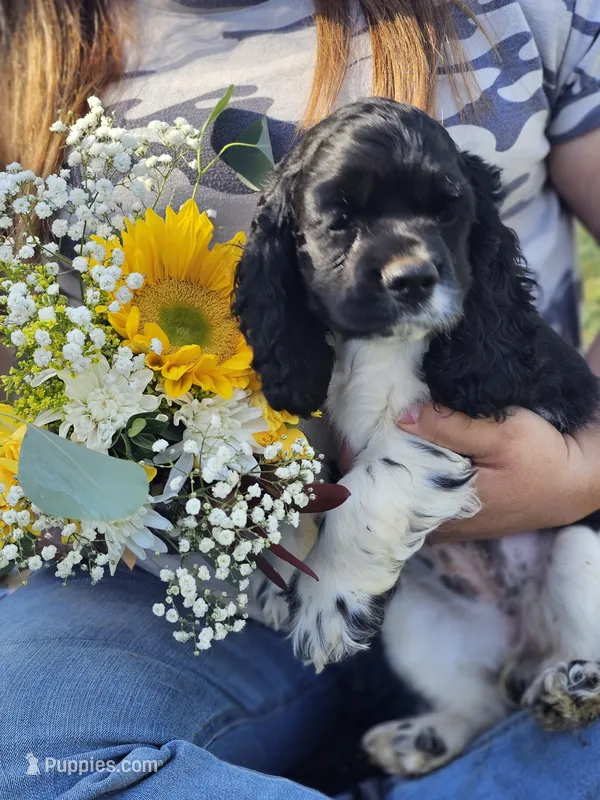 Cookie looking for a perfect pet only home – Cocker Spaniel puppy for sale in Herald, CA