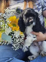 Cookie looking to be the perfect family pet., a female Cocker Spaniel for sale in Herald, CA – 1 of 10